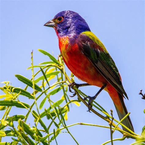 Bunting Symbolism & Meaning (+Totem, Spirit & Omens) - World Birds