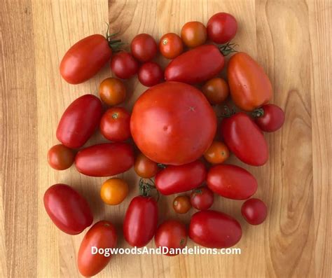 Freezing Tomatoes-The simplest way to preserve tomatoes – Dogwoods & Dandelions