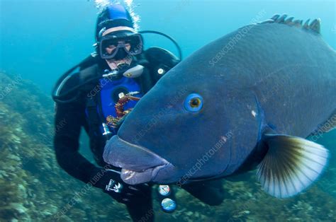 Western blue groper - Stock Image - Z605/1855 - Science Photo Library