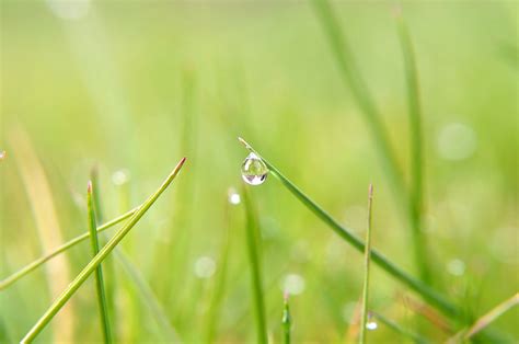 Water Drop On Grass Free Stock Photo - Public Domain Pictures