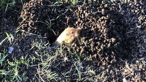 Gopher infestation causes widespread damage on Sacramento baseball fields