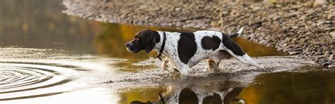 Leptospirosis in dogs | American Veterinary Medical Association