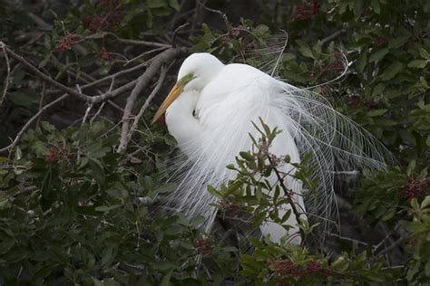 great white egret in breeding plumage, bird rookery | Flickr