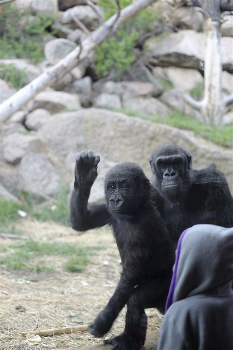 Cheyenne Mountain Zoo » The Way We Did It