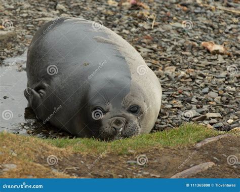 A Molting Young Elephant Seal Facing the Camera Stock Photo - Image of ...