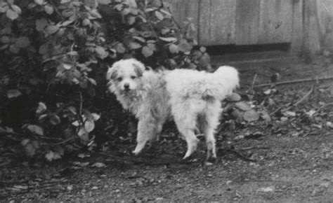 A Woolly Tale: Salish Weavers Once Raised a Now-Extinct Dog for Its Hair | NMAI Magazine