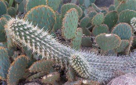 The Most Strange Cactus in the Garden | Desert Botanical Garden