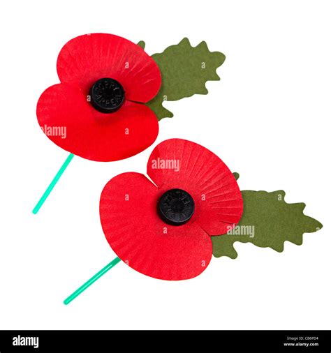 Remembrance day poppies on white cut out UK Stock Photo - Alamy