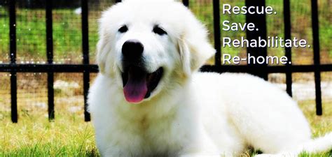 Great Pyrenees Rescue Society | Home