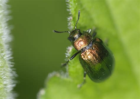 Leaf beetles and their identification workshop - SWSEIC