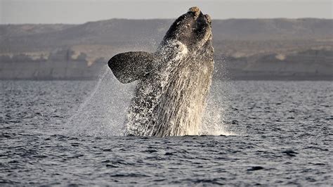 Right whales facing extinction after 17 die this year, scientists say ...