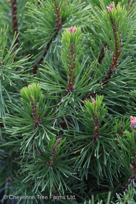 Pine Mugo – Dwarf – Cheyenne Tree Farm – Trees, Shrubs, Perennials – Edmonton Nursery & Garden ...