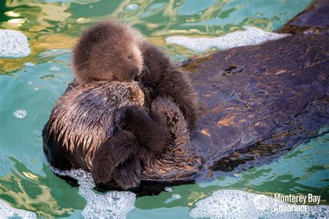 Wild Sea Otter Gives Birth at Monterey Bay Aquarium - ZooBorns