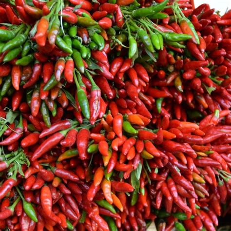 Kanthari chilli | Spiceorg India