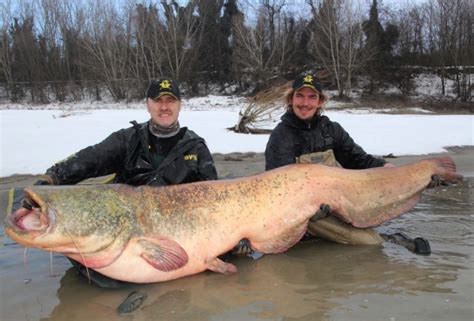 International Fishing News: ITALY: huge wels catfish of 7,7 feet