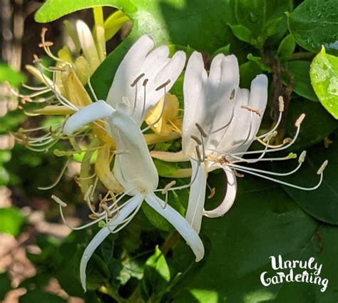 Foraging Japanese Honeysuckle - Unruly Gardening