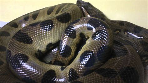 My pet green anaconda - YouTube