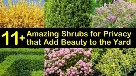 What Kind Of Shrubs Are Good For Privacy at marshahgrant blog