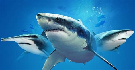 Shark Week 2021 Full Schedule Revealed by Discovery