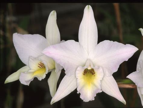 HOA PHONG LAN VIỆT-VIETNAM ORCHIDS: Laelia