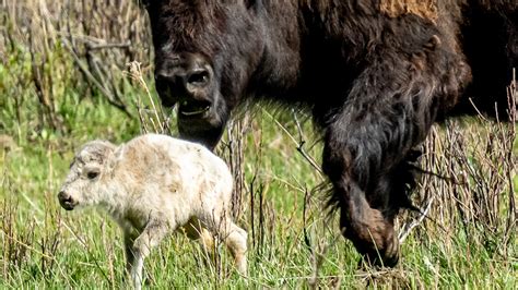 Rare white bison calf not seen at Yellowstone since early June: NPS