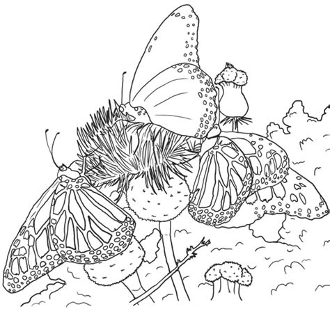 Realistic Butterflies Coloring Page - Free Printable Coloring Pages for Kids