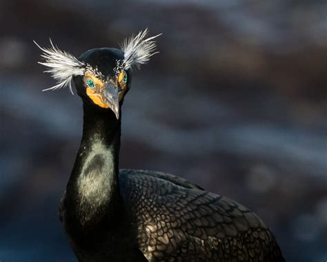 Bird of the Week: Double-crested Cormorant – Travis Audubon