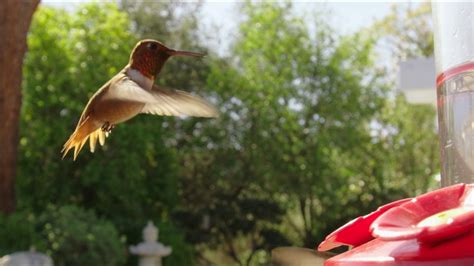 Watching A Hummingbird In Slow Motion Is Still Pretty Majestic ...