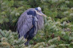 The Symbolism Of Herons: Grace, Purity & Other Meanings