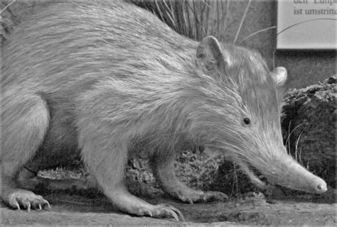 Solenodon Facts - Amazing Facts - Ask My Brain - Get More Knowlege