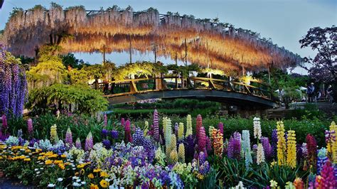 Ashikaga Flower Park Wikipedia | Best Flower Site