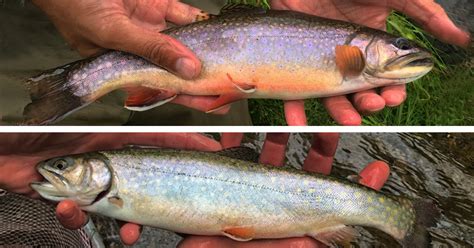 Wild or Hatchery Trout? | Virginia DWR