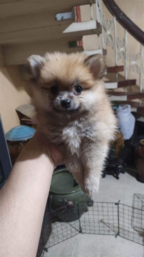 Pomeranian - Pet Finder Philippines - Buy and Sell Pets Online