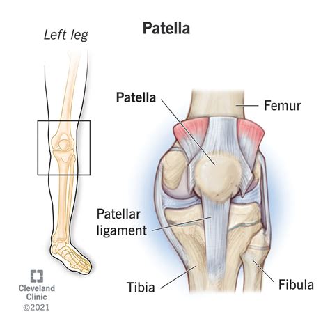 The Patella Surface Anatomy Functions Dislocation, 59% OFF