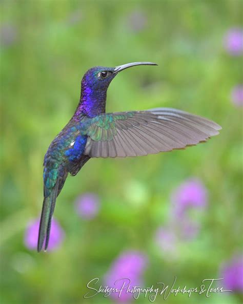 Beautiful Purple Hummingbirds