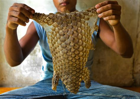 Reducing the Demand for Pangolin Products | Pangolin Crisis Fund