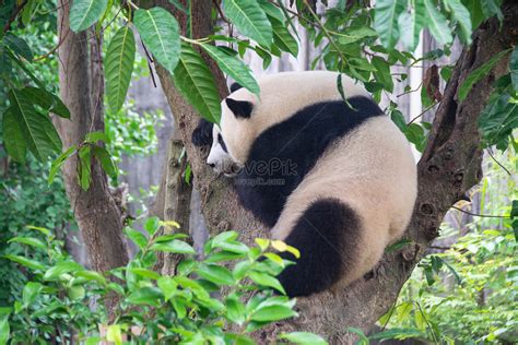 Giant Pandas Playing Picture And HD Photos | Free Download On Lovepik