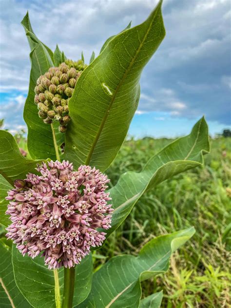 Chestnut Grove Natural Area - Susquehanna Greenway