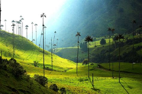 Valle de Cocora, el Lugar Turistico Mas Hermoso del Quindio | Travel around the world, Visit ...