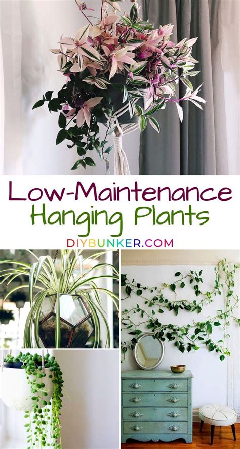 Marvelous Low Maintenance Hanging Indoor Plants Types Of Succulent