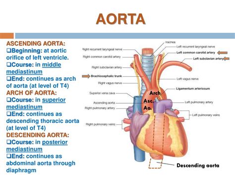 The Ascending Aorta: Function And Location Steve Gallik, 50% OFF