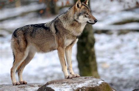 Le seul loup de Meurthe-et-Moselle va être abattu - Le Parisien