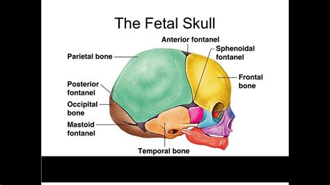 Fontanel Anatomy - Anatomical Charts & Posters