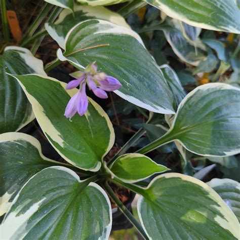 Hosta ‘Patriot’ – Secret Garden Growers