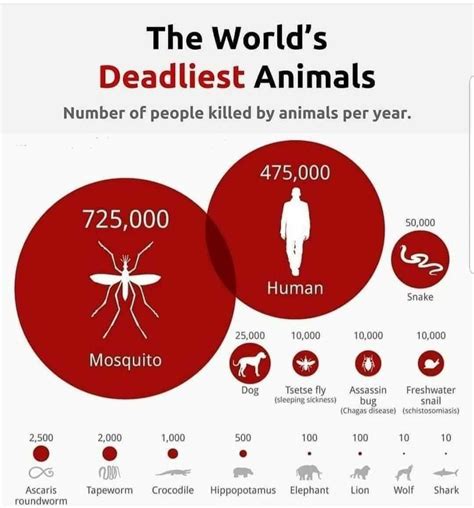 the world's deadliest animals infographical poster with information ...