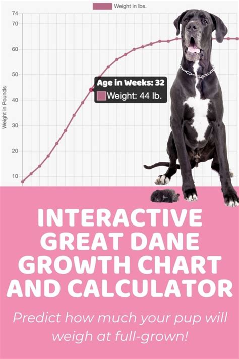 Great Dane Size Guide: How Big Does a Great Dane Get?