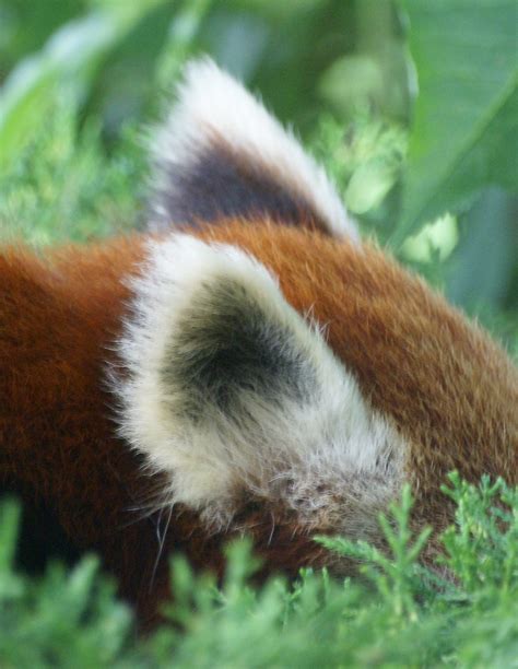 Nice fluffy ears of the red panda | This red panda almost ne… | Flickr