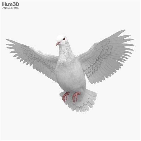 White Dove Flying 3D model - Animals on Hum3D