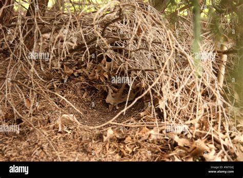 Animal's shelter in the wild Stock Photo - Alamy