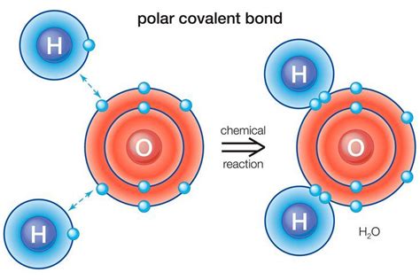 Definition and Examples of a Polar Bond in Chemistry | Covalent bonding, Chemistry, Chemistry ...